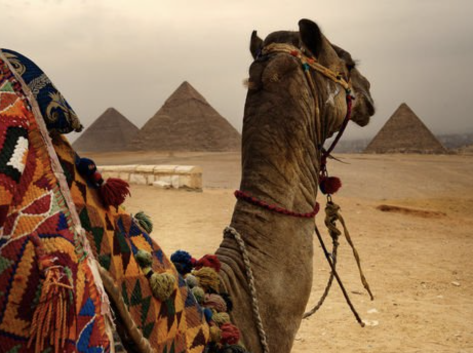 A camel in Egypt